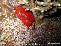 crab in Jna /night  
canon 860 
extarnal flash by Bander Fallatah 